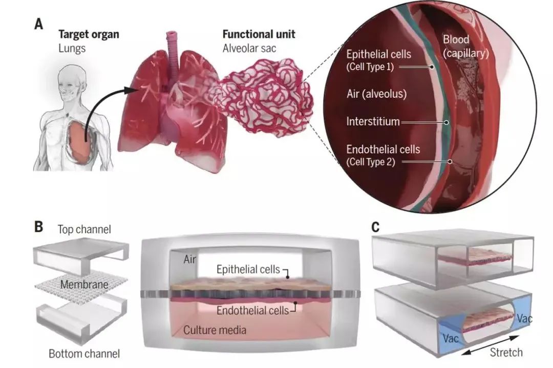 “颠覆未来”的器官芯片，现已加入新冠病毒战疫中